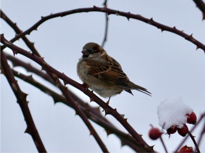 Kleiner Spatz im Winter - Hayley Keppler