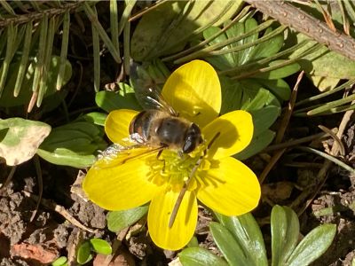 "Frühlingserwachen" von Richard Schaible