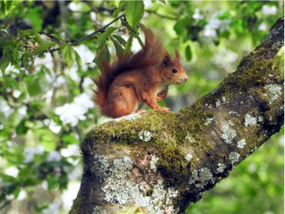 "Eichhörnchen im Garten" von Karl-Heinz Ritter