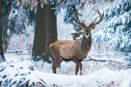 "Rotwild in Schneelamdschaft" von Tim Krießler