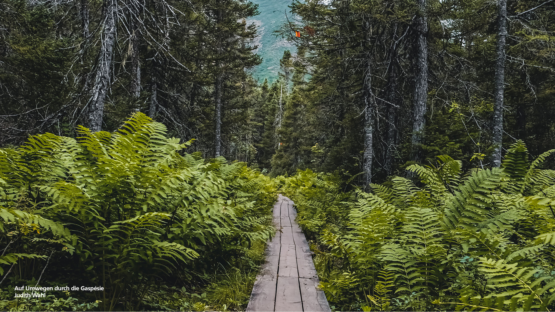 "Auf Umwegen durch die Gaspesie" von Judith Wahl